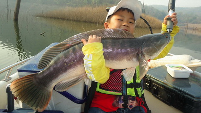 snakehead wild fishing thailand